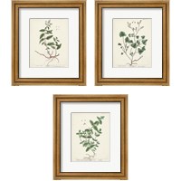 Framed Antique Herbs 3 Piece Framed Art Print Set