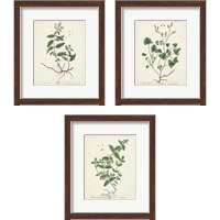 Framed Antique Herbs 3 Piece Framed Art Print Set