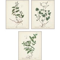 Framed 'Antique Herbs 3 Piece Art Print Set' border=