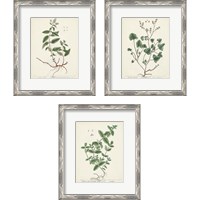 Framed 'Antique Herbs 3 Piece Framed Art Print Set' border=