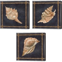 Framed Seashell on Navy 3 Piece Canvas Print Set