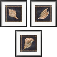 Framed 'Seashell on Navy 3 Piece Framed Art Print Set' border=