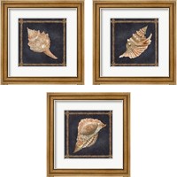 Framed Seashell on Navy 3 Piece Framed Art Print Set