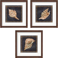 Framed Seashell on Navy 3 Piece Framed Art Print Set