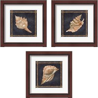 Framed 'Seashell on Navy 3 Piece Framed Art Print Set' border=