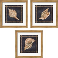 Framed 'Seashell on Navy 3 Piece Framed Art Print Set' border=
