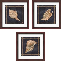 Framed 'Seashell on Navy 3 Piece Framed Art Print Set' border=