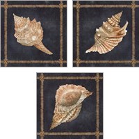 Framed 'Seashell on Navy 3 Piece Art Print Set' border=