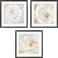 Framed 'Neutral Rose 3 Piece Framed Art Print Set' border=