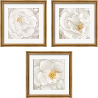 Framed 'Neutral Rose 3 Piece Framed Art Print Set' border=