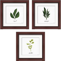 Framed Herbs 3 Piece Framed Art Print Set