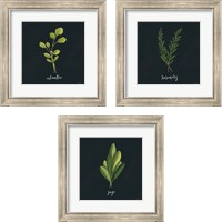 Framed Herbs 3 Piece Framed Art Print Set