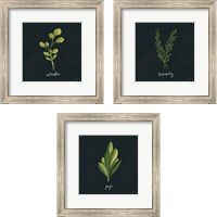 Framed 'Herbs 3 Piece Framed Art Print Set' border=