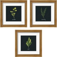 Framed 'Herbs 3 Piece Framed Art Print Set' border=