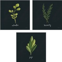 Framed 'Herbs 3 Piece Art Print Set' border=