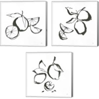 Framed Black & White Fruit 3 Piece Canvas Print Set