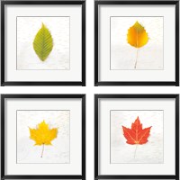 Framed Autumn Colors 4 Piece Framed Art Print Set