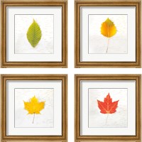 Framed Autumn Colors 4 Piece Framed Art Print Set