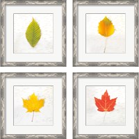 Framed Autumn Colors 4 Piece Framed Art Print Set