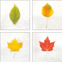 Framed Autumn Colors 4 Piece Art Print Set
