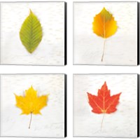 Framed Autumn Colors 4 Piece Canvas Print Set