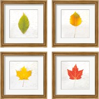 Framed 'Autumn Colors 4 Piece Framed Art Print Set' border=