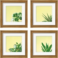 Framed Succulent Simplicity 4 Piece Framed Art Print Set