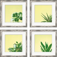 Framed 'Succulent Simplicity 4 Piece Framed Art Print Set' border=