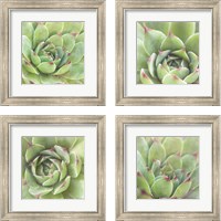 Framed Garden Succulents 4 Piece Framed Art Print Set