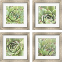 Framed 'Garden Succulents 4 Piece Framed Art Print Set' border=