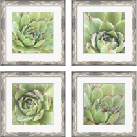 Framed 'Garden Succulents 4 Piece Framed Art Print Set' border=