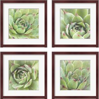Framed 'Garden Succulents 4 Piece Framed Art Print Set' border=