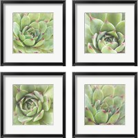 Framed Garden Succulents 4 Piece Framed Art Print Set