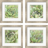 Framed Garden Succulents 4 Piece Framed Art Print Set