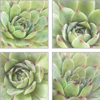 Framed 'Garden Succulents 4 Piece Art Print Set' border=