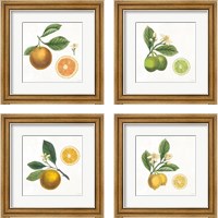 Framed Classic Citrus 4 Piece Framed Art Print Set
