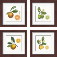 Framed 'Classic Citrus 4 Piece Framed Art Print Set' border=