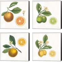 Framed 'Classic Citrus 4 Piece Canvas Print Set' border=