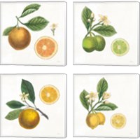 Framed Classic Citrus 4 Piece Canvas Print Set