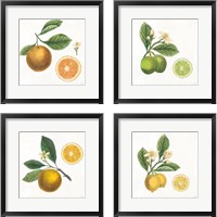 Framed Classic Citrus 4 Piece Framed Art Print Set