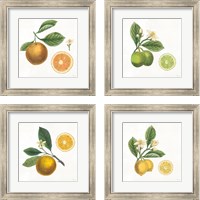 Framed Classic Citrus 4 Piece Framed Art Print Set
