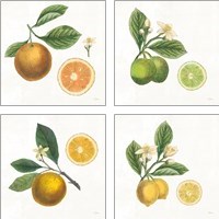 Framed Classic Citrus 4 Piece Art Print Set