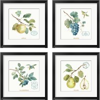 Framed 'My Greenhouse Fruit 4 Piece Framed Art Print Set' border=