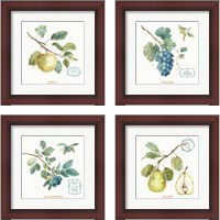 Framed 'My Greenhouse Fruit 4 Piece Framed Art Print Set' border=