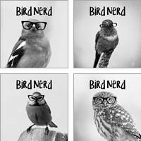 Framed 'Bird Nerd 4 Piece Art Print Set' border=