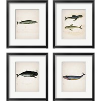 Framed 'Whale 4 Piece Framed Art Print Set' border=