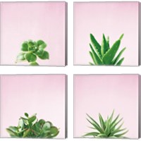 Framed Succulent Simplicity on Pink 4 Piece Canvas Print Set