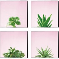 Framed Succulent Simplicity on Pink 4 Piece Canvas Print Set