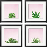 Framed Succulent Simplicity on Pink 4 Piece Framed Art Print Set