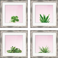 Framed 'Succulent Simplicity on Pink 4 Piece Framed Art Print Set' border=